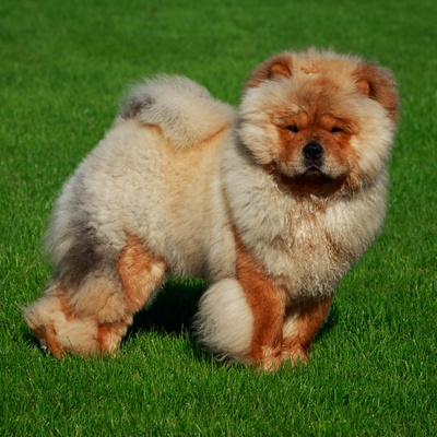 a plump chow chow on the lawn