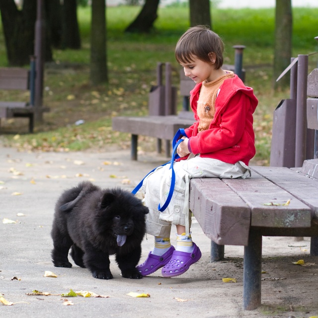 Ein schwarzer Chow Chow, der von einem Kind, das auf einer Bank sitzt, an der Leine gehalten wird