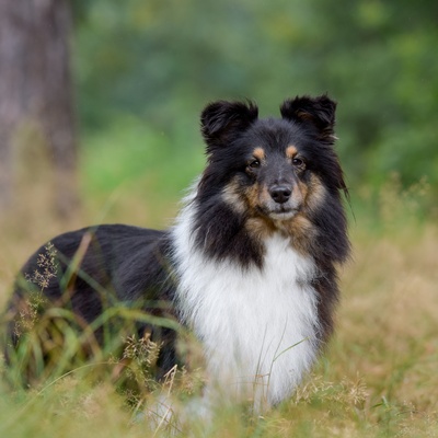 a rough collie in the forest