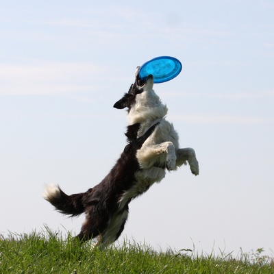 A Collie jumping in the air to catch a Frisbee