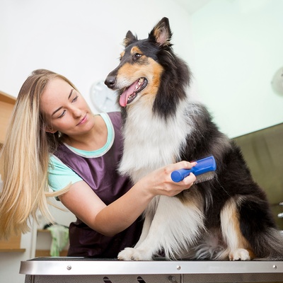 A rough Collie being brushed by a professional