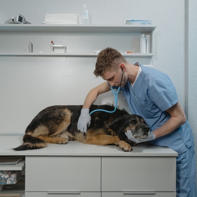 A rough collie being examined by a vet