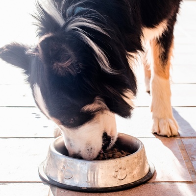 A collie eating out of his bowl