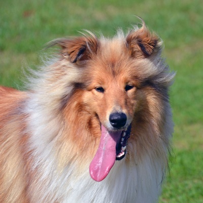 A rough collie with its tongue hanging out to the side