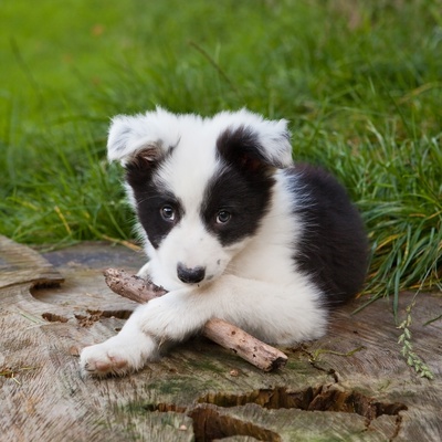 A baby rough collie lying on the ground.