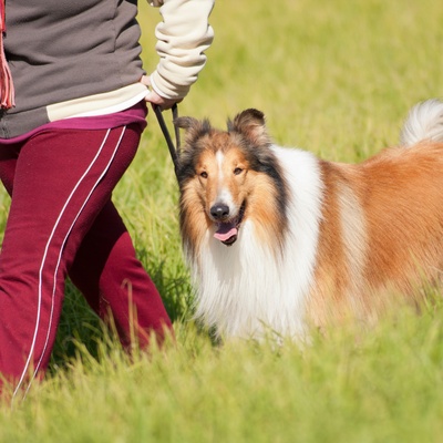 a rough collie walking by the side of someone