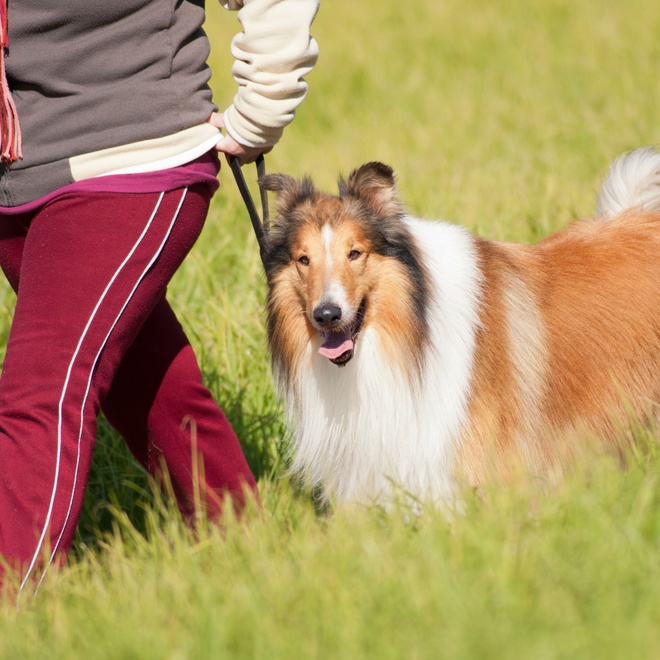 a rough collie walking by the side of someone