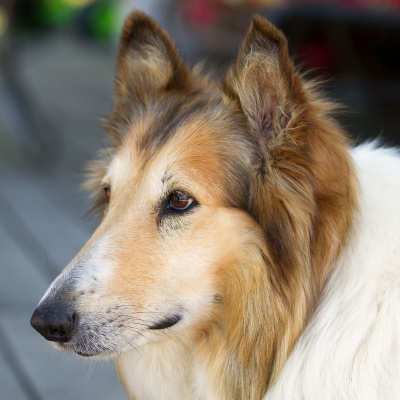 portrait of a pensive rough collie