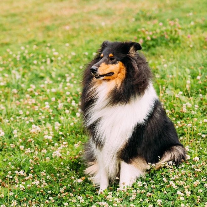 a rough collie sitting in the grass