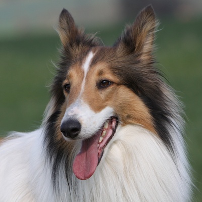 A portrait of a tongue-tied rough Collie