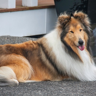 a Collie with elongated brown feathers