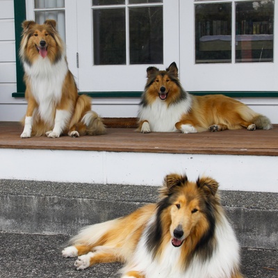 Three rough collies sitting on the stoop of a house