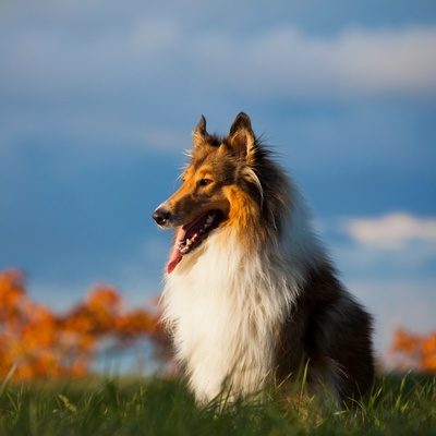A magnificent collie gazing into the distance