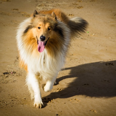A long-haired collie strolling on a beach