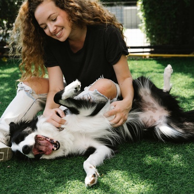A Collie lying on his back being cuddled by his owner.