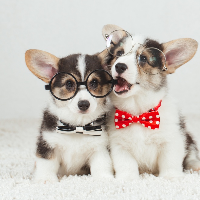 Two corgis with bow ties
