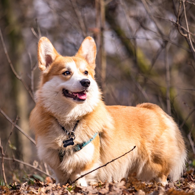 A Corgi outside in the forest
