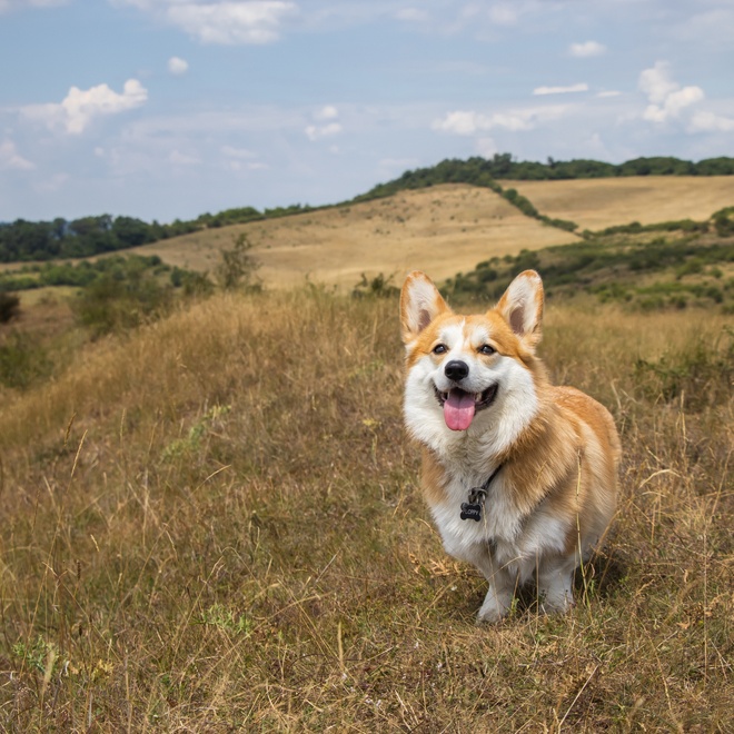 A Corgi in the fields