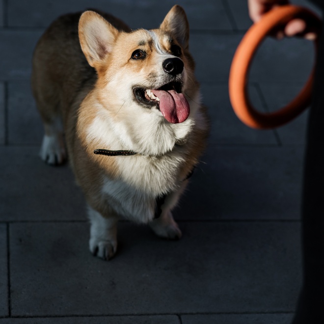 A Corgi training with someone