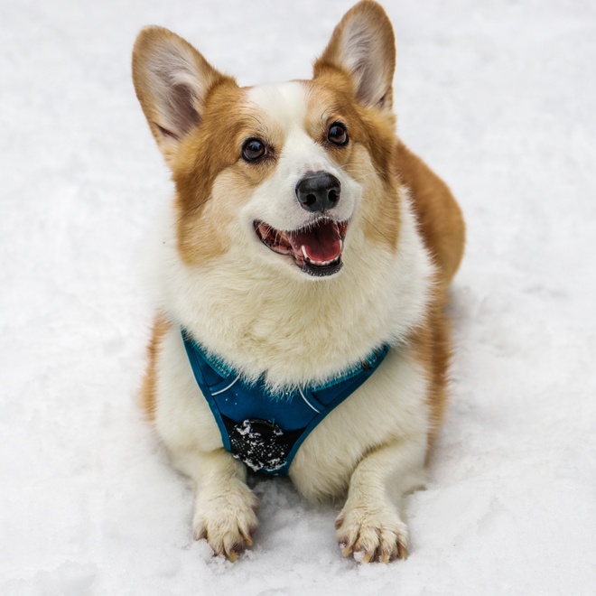A Corgi waiting for something