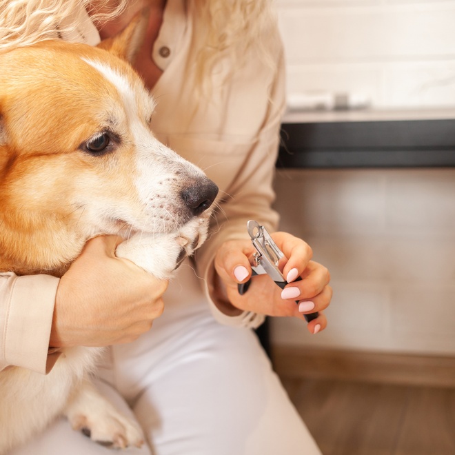 Corgi's nails being trimmed