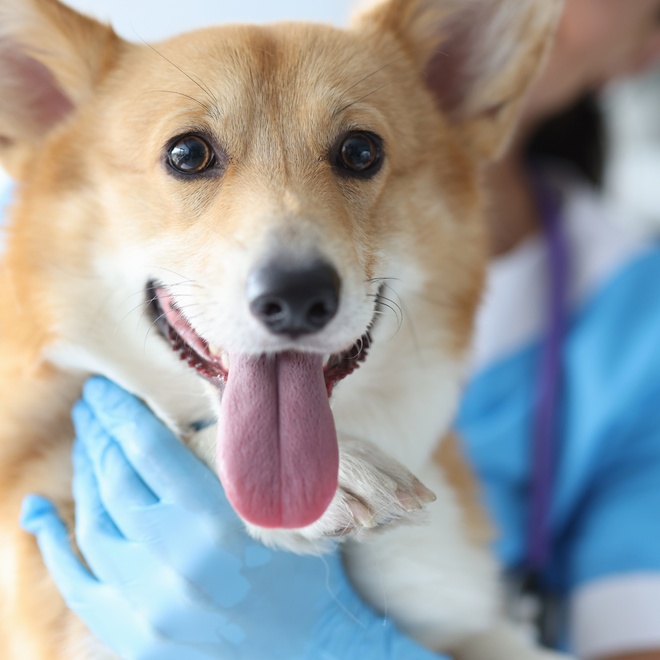 A Corgi at the vet