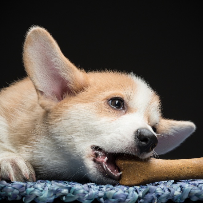 A Corgi eating a treat