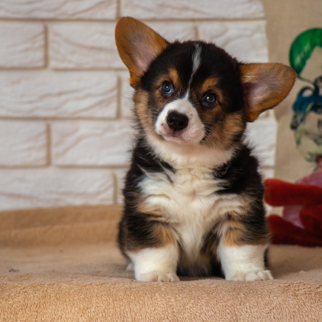 A Corgi puppy looking at someone