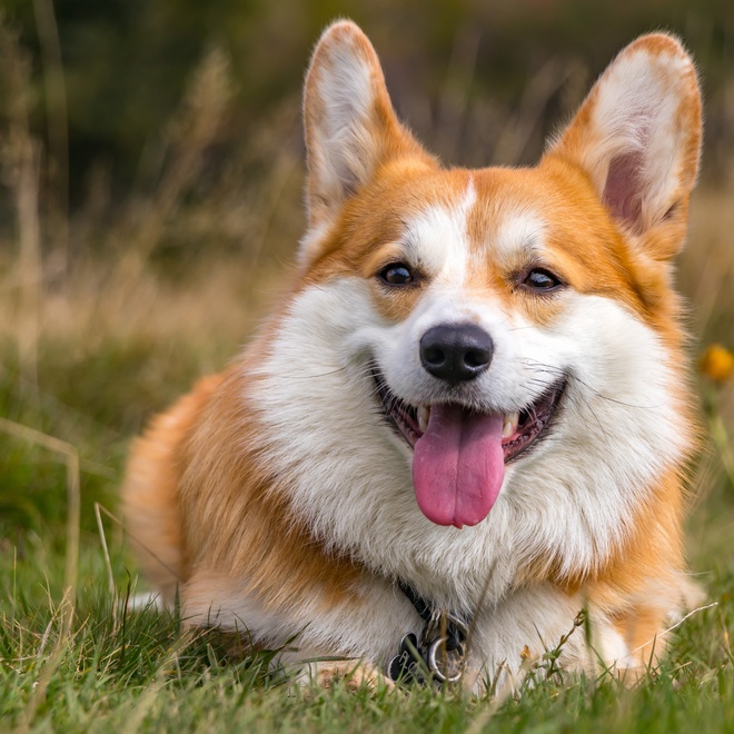 A Corgi laying down in the grass