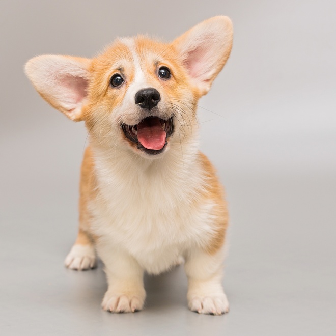 Cute corgi puppy standing on the ground