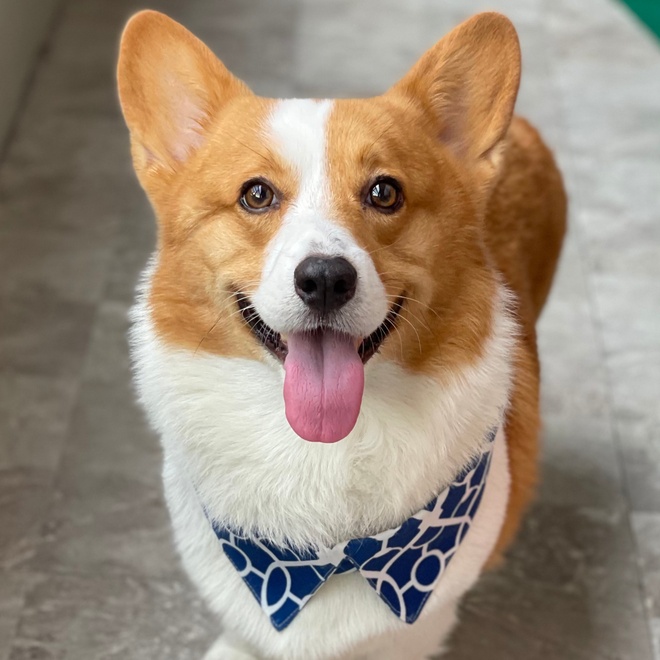 A corgi with a bow tie looking at someone