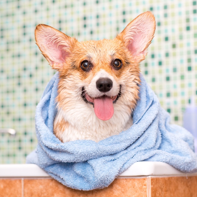 Corgi in a bath wrapped in a towel