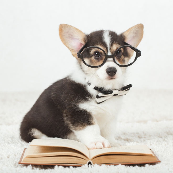 Cute corgi with glasses on and reading a book