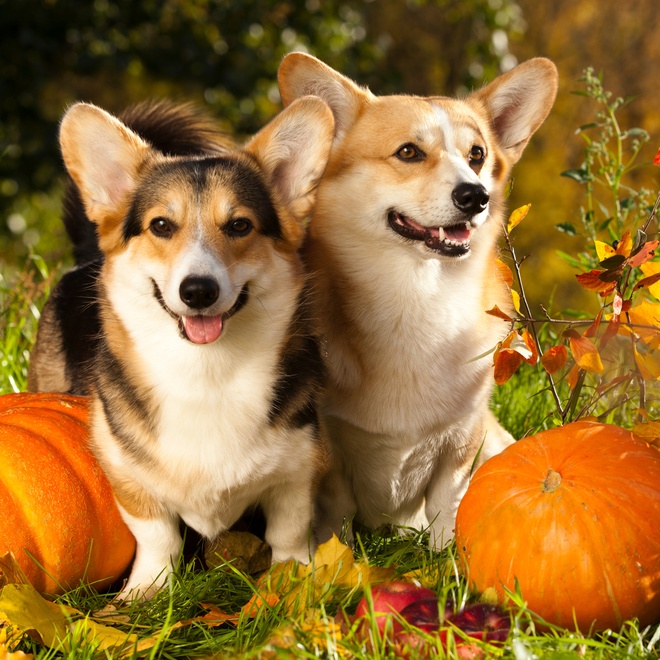 Two corgis together with pumpkins