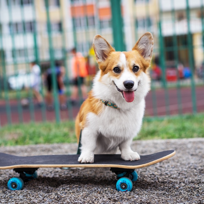 A corgi on a skateboard