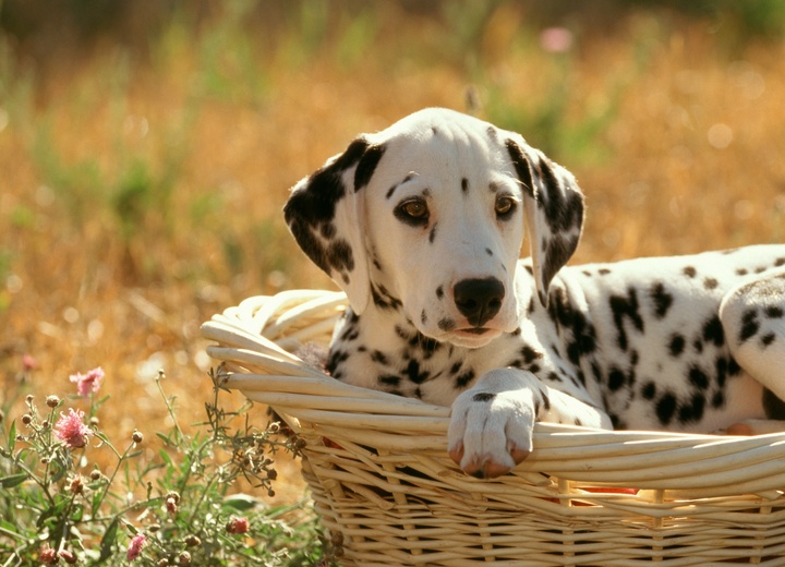 a dalmatian sitting in a basket in a field