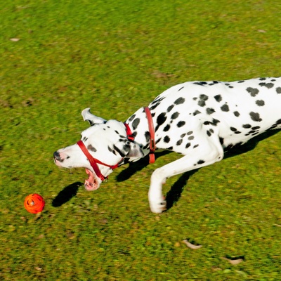 a Dalmatian with its mouth wide open running after a bullet