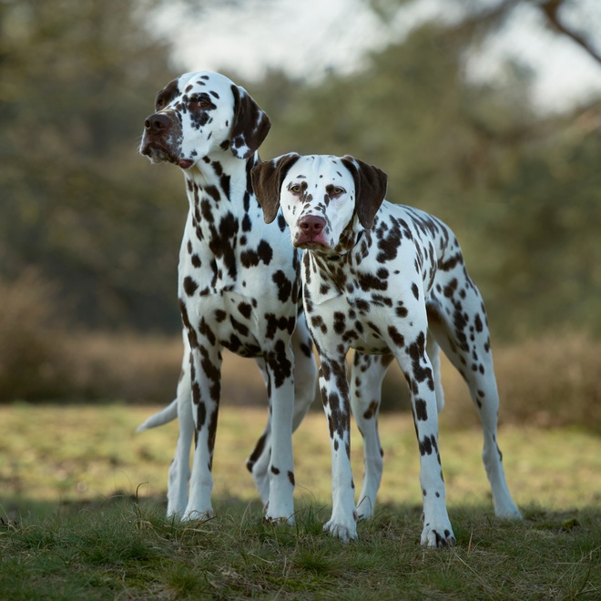 two large Dalmatians standing side by side