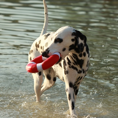 a Dalmatian emerging from the water, with a ring in its mouth