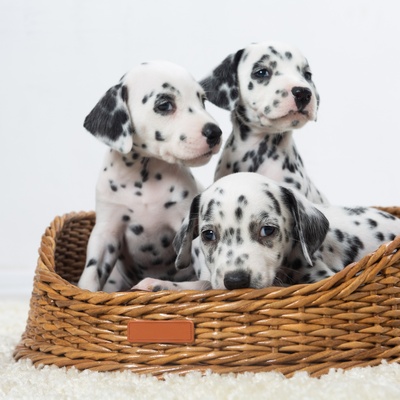 three little dalmatians in a wicker basket