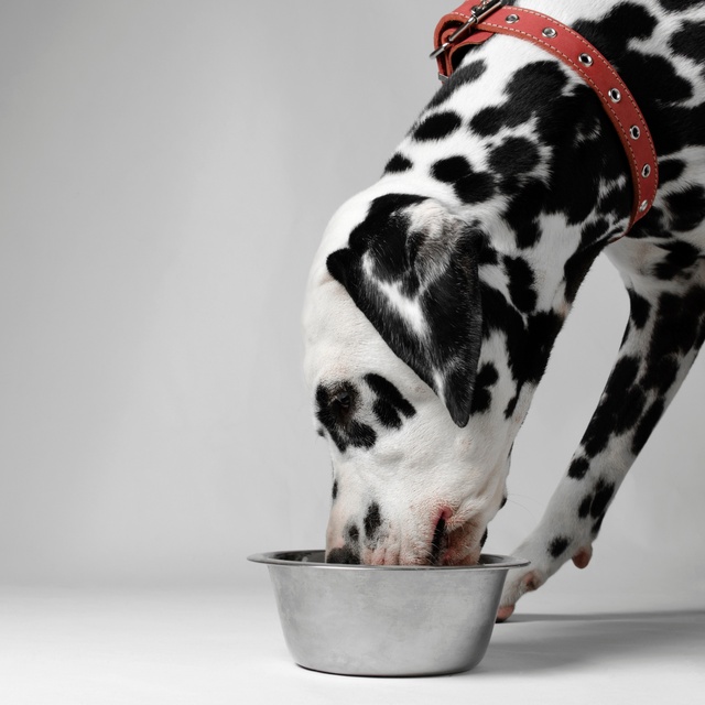 A Dalmatian eating out of his lunch box