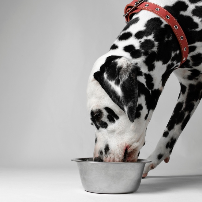 A Dalmatian eating out of his lunch box