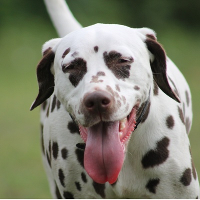 portrait of a tongue-tied dalmatian