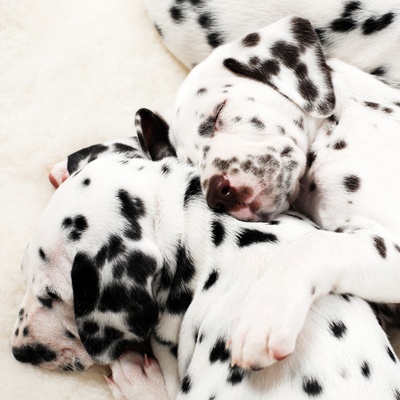 a little Dalmatian sleeping on another Dalmatian