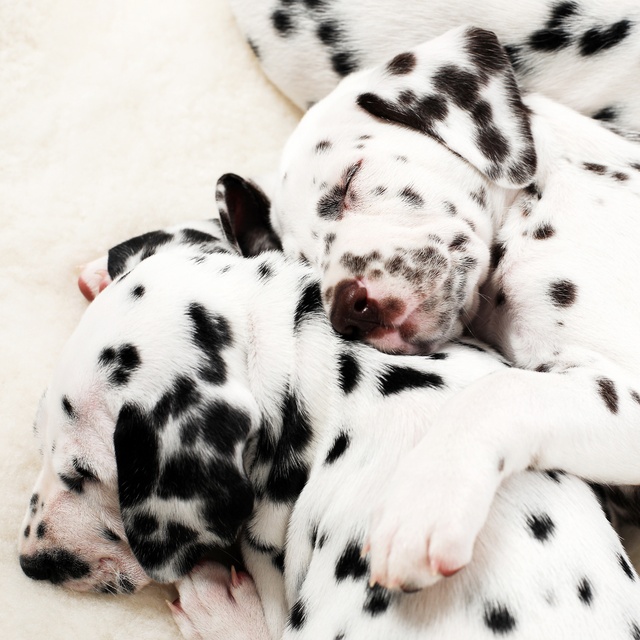 a little Dalmatian sleeping on another Dalmatian