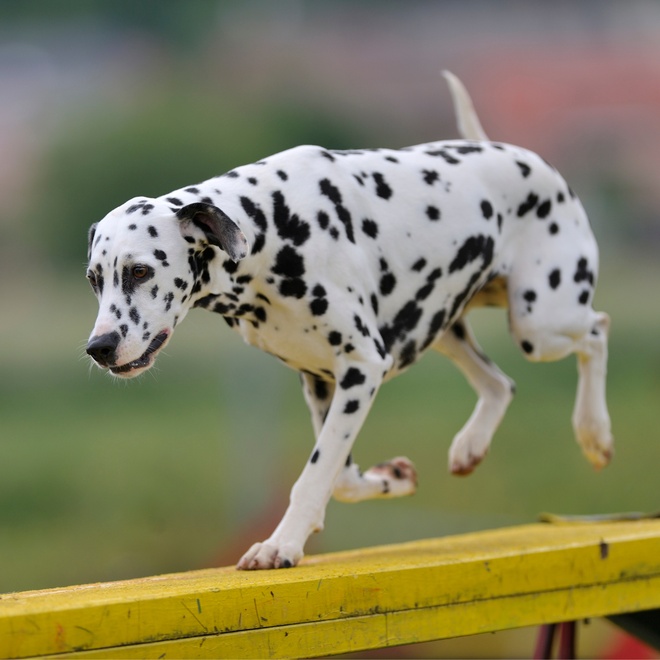 a dalmatian walking on a yellow bench