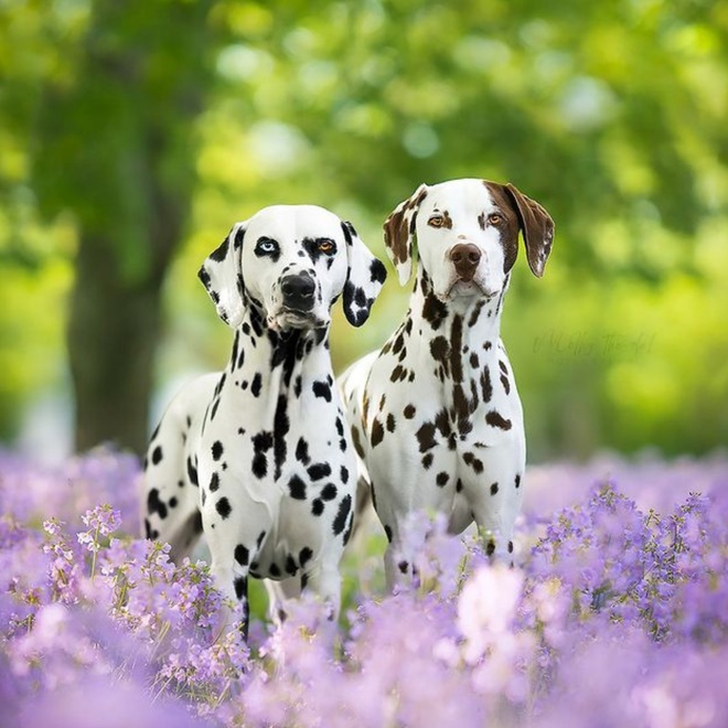two dalmatians in a lavender field