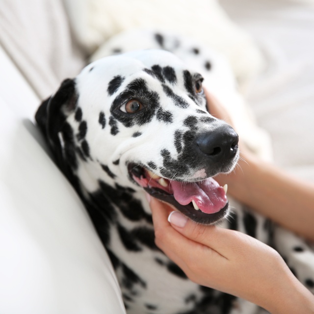 the head of a dalmatian in the hands of its owner