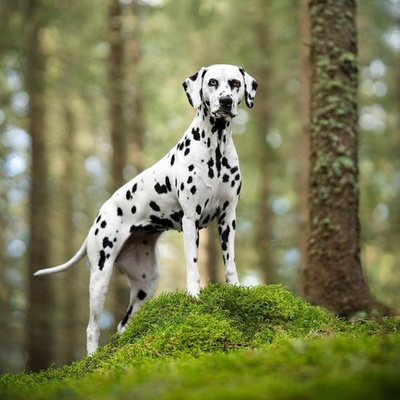 a dalmatian standing elegantly in a forest