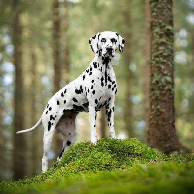 a dalmatian standing elegantly in a forest